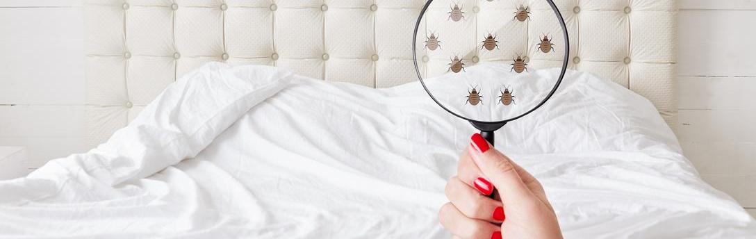 Magnifying glass focusing on bed bugs